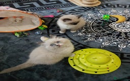 Ragdoll cats for sale: Beautiful adorable Ragdoll kittens.  - Image 2