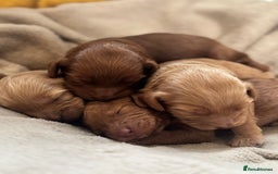 Cockapoo dogs for sale: 2 weeks old cockapoos  - Image 20