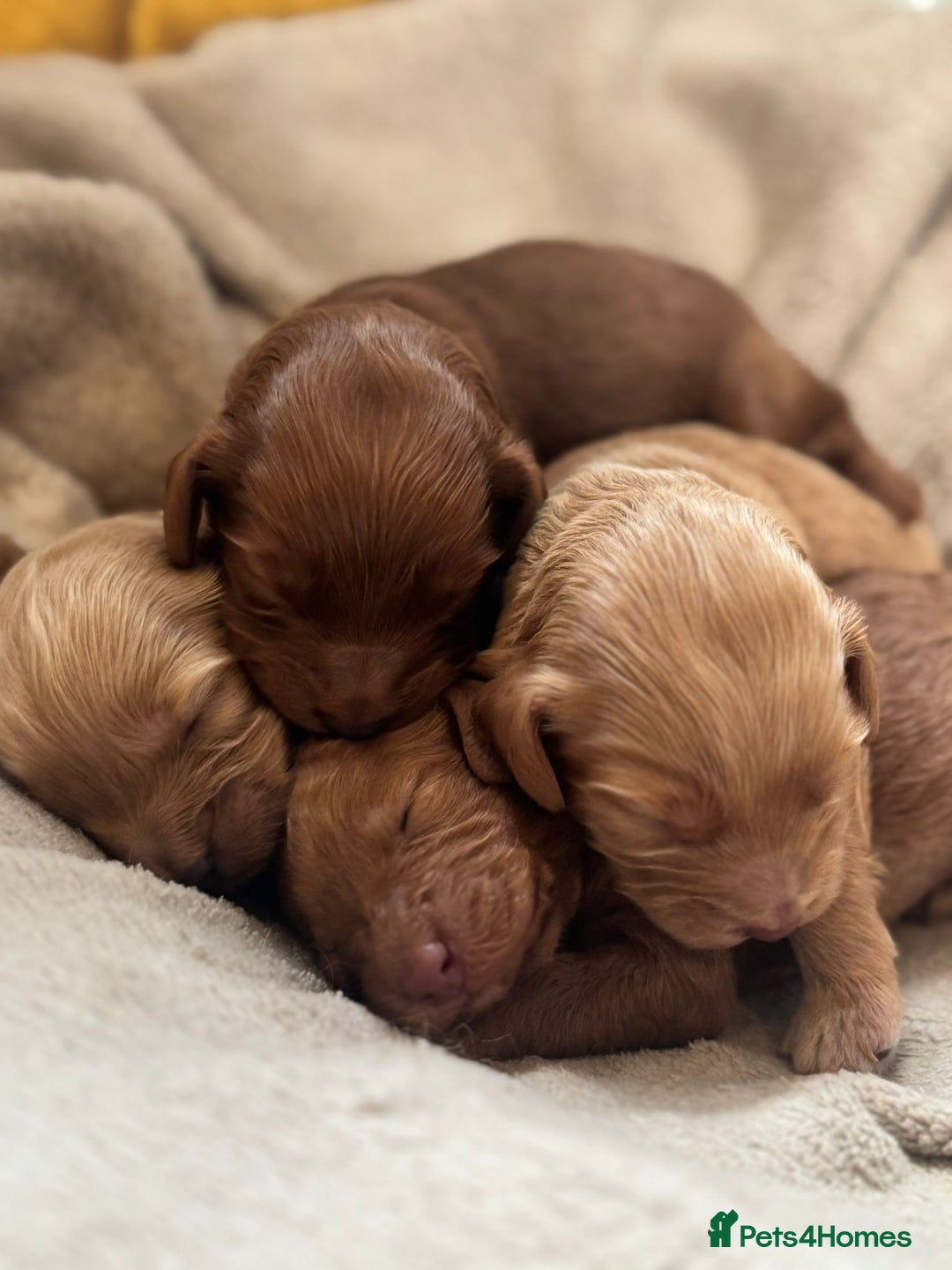 Cockapoo dogs for sale: 2 weeks old cockapoos  - Image 20