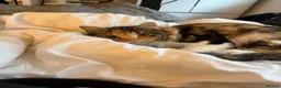 Mixed Breed cats for sale: gorgeous cat for sale - Advert 1