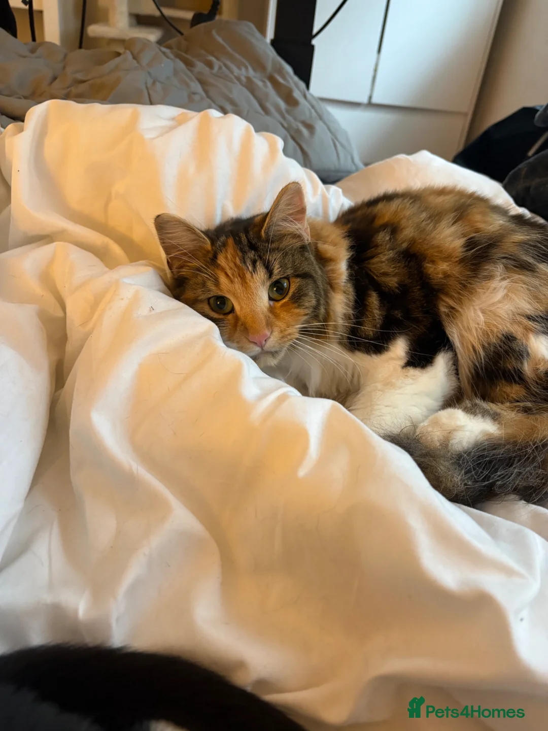 Mixed Breed cats for sale: gorgeous cat for sale - Advert 1