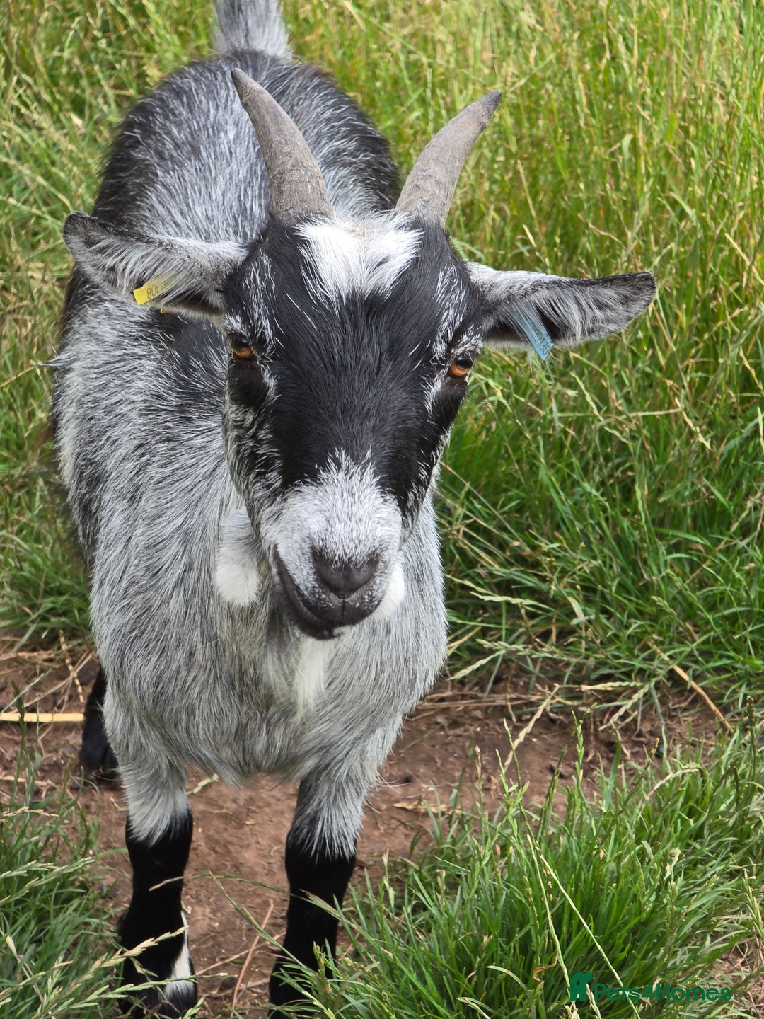 Goats livestock for sale: Four lovely pygmy goats for sale - Image 5