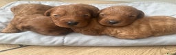 Cavapoo dogs for sale: Adorable F1B Cavapoo Puppies - Advert 2