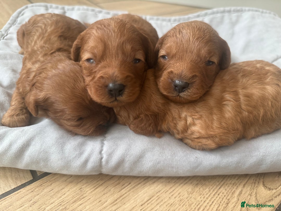 Cavapoo dogs for sale: Adorable F1B Cavapoo Puppies - Advert 2