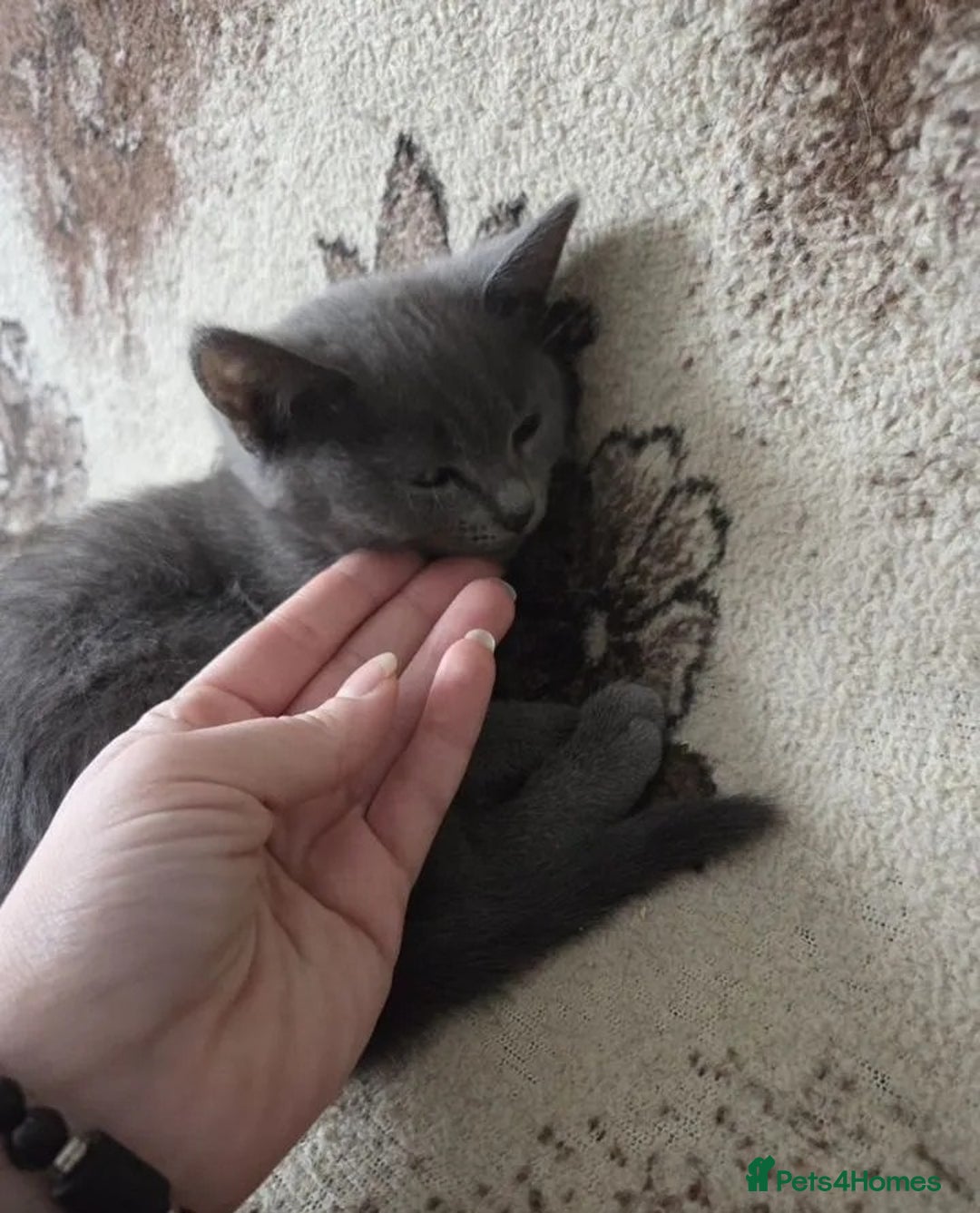Russian Blue cats for sale: calm loving Russian blue kitties - Advert 5