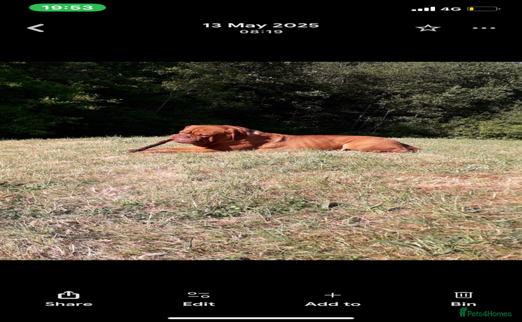 Dogue De Bordeaux dogs - Advert 1