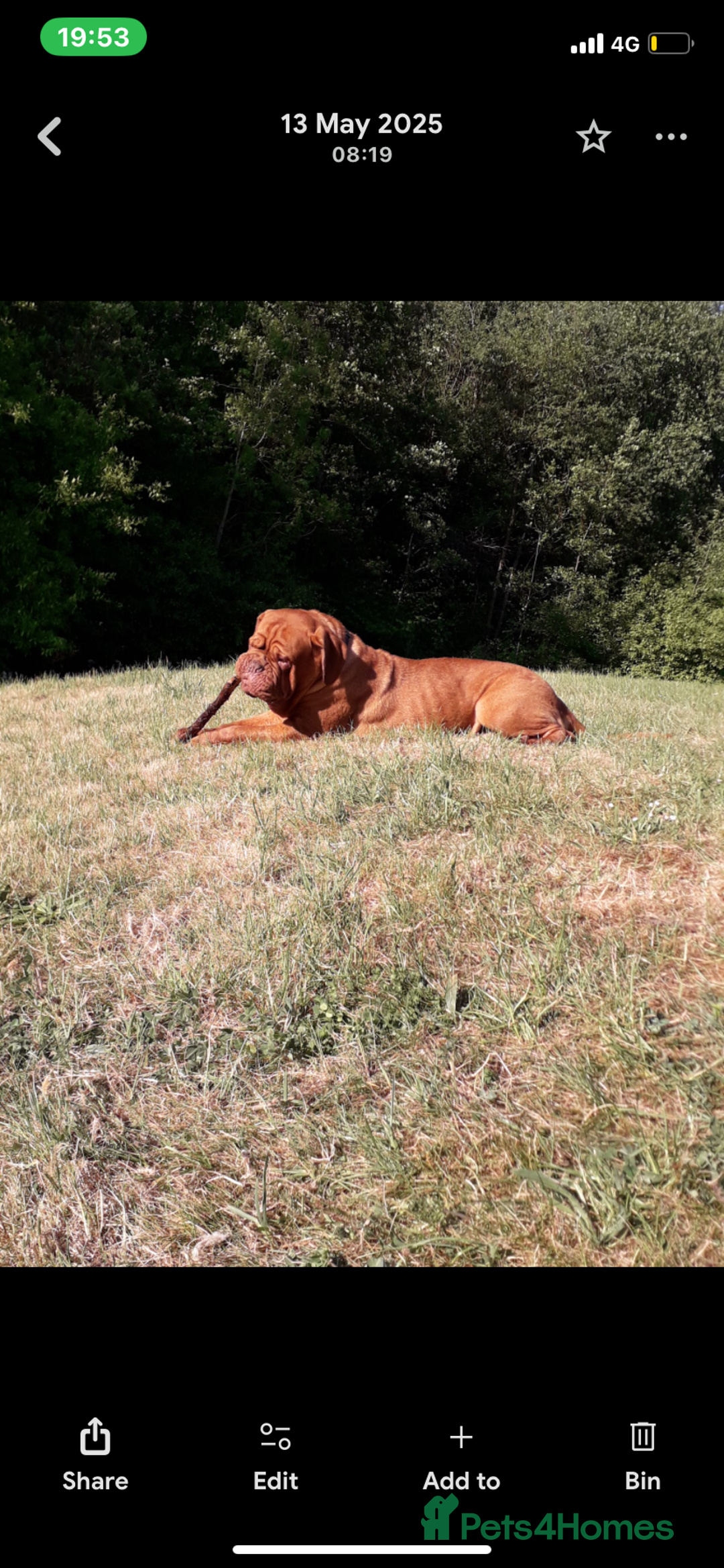 Dogue De Bordeaux dogs for sale: Dogue de bordeaux  - Image 1