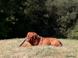Dogue De Bordeaux dogs Dogue de bordeaux - Advert 9