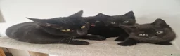Mixed Breed cats for sale: British short-hair cross kittens  in Saint Austell - Advert 9