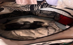 Perdoll cats for sale: Rare Perdolls  - Image 7
