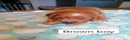 Golden Retriever dogs for sale: Exceptional KC registered Golden Retriever puppies - Advert 3