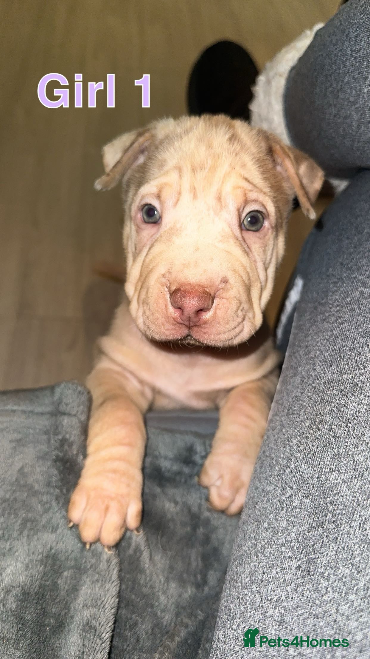 Mixed Breed dogs 4 rare colour sharpei x beauties  - Advert 12