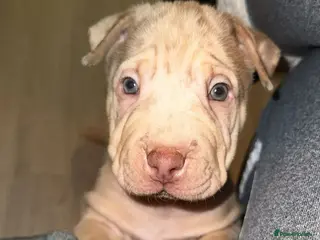 Mixed Breed dogs 4 rare colour sharpei x beauties - Advert 12