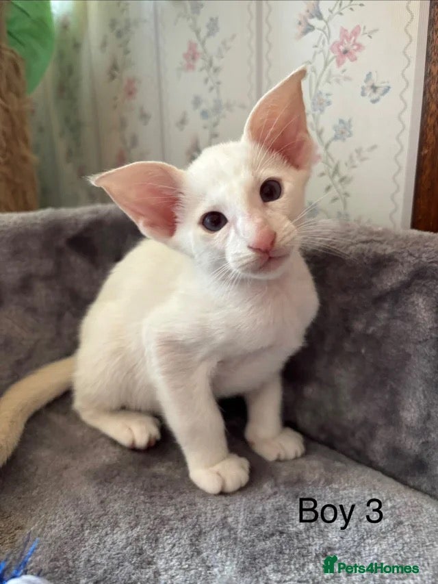 Siamese cats ✨Gorgeous GCCF Reg Siamese Kittens - Advert 2