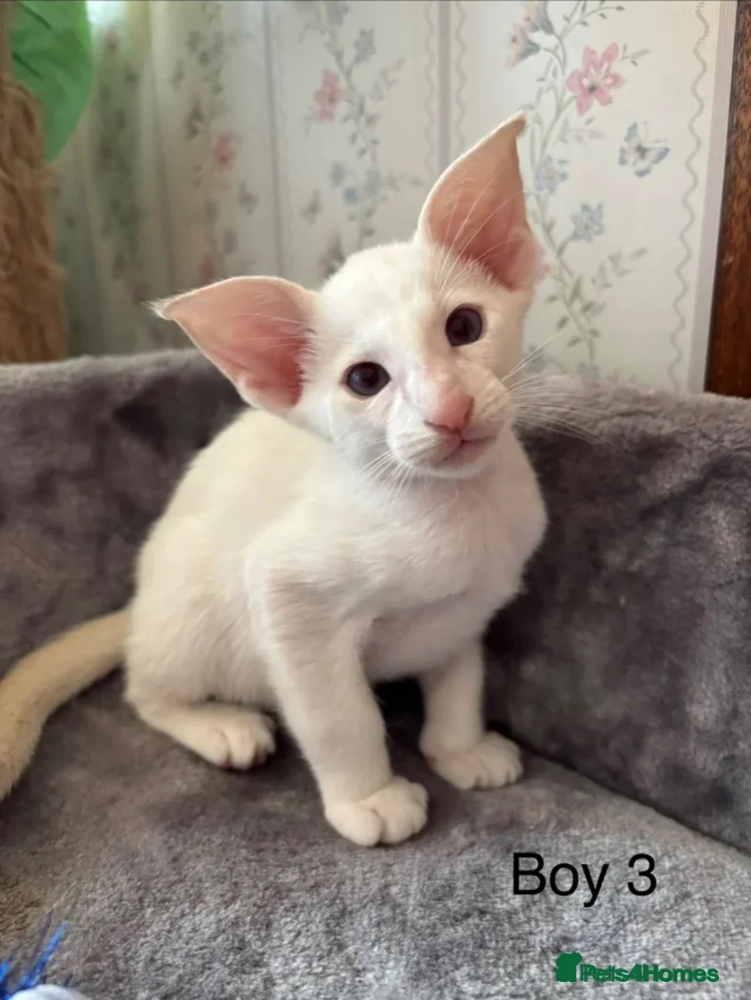 Siamese cats for sale: ✨Gorgeous GCCF Reg Siamese Kittens - Advert 2