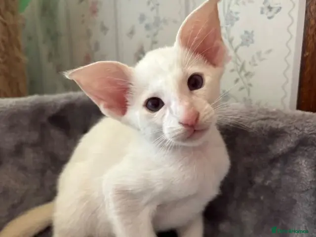 Siamese cats for sale: ✨Gorgeous GCCF Reg Siamese Kittens - Advert 2