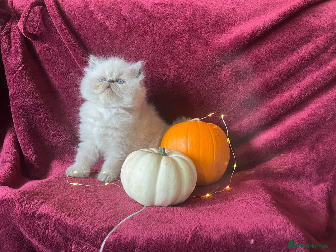 Persian cats for sale: 2 ULTRA AFFECTIONATE COLOURPOINT PERSIAN KITTENS  - Image 4
