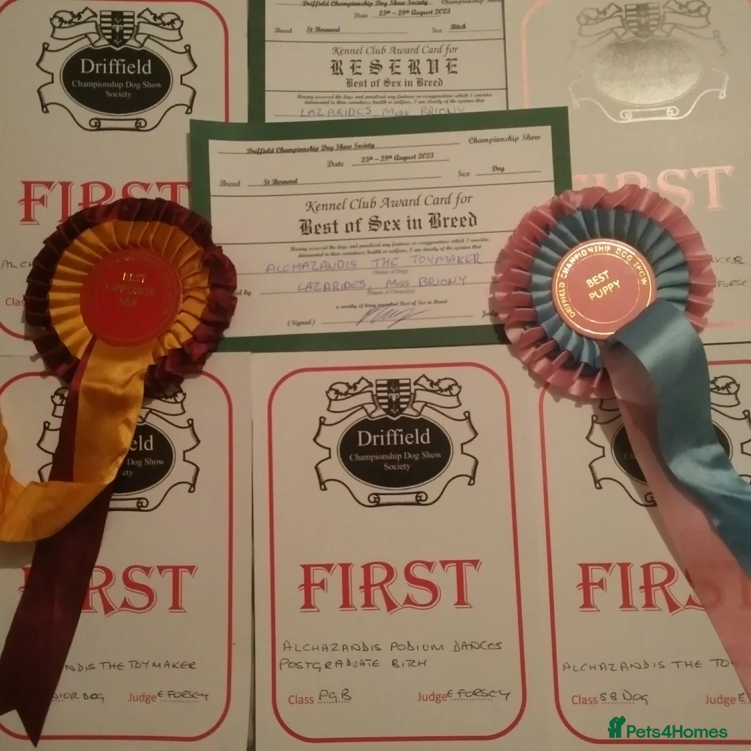 Saint Bernard dogs for sale: Health-tested line established 1990s. - Advert 21