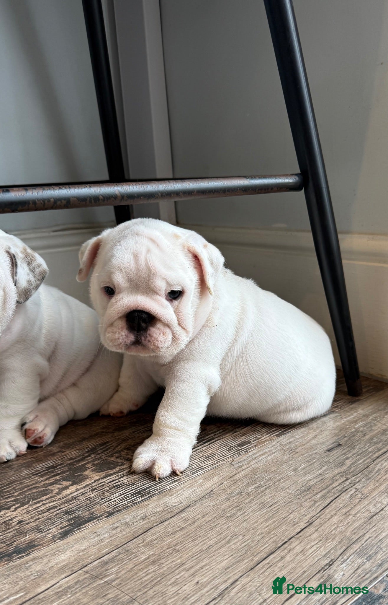English Bulldog dogs KC Registered standard puppies - Advert 2