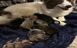 Mixed Breed dogs for sale: The most amazing pomsky  x german shepherd babies  - Image 15