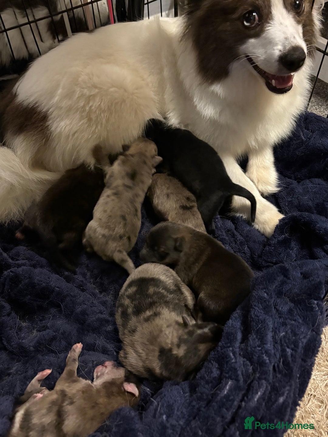 Mixed Breed dogs for sale: The most amazing pomsky  x german shepherd babies  - Image 15