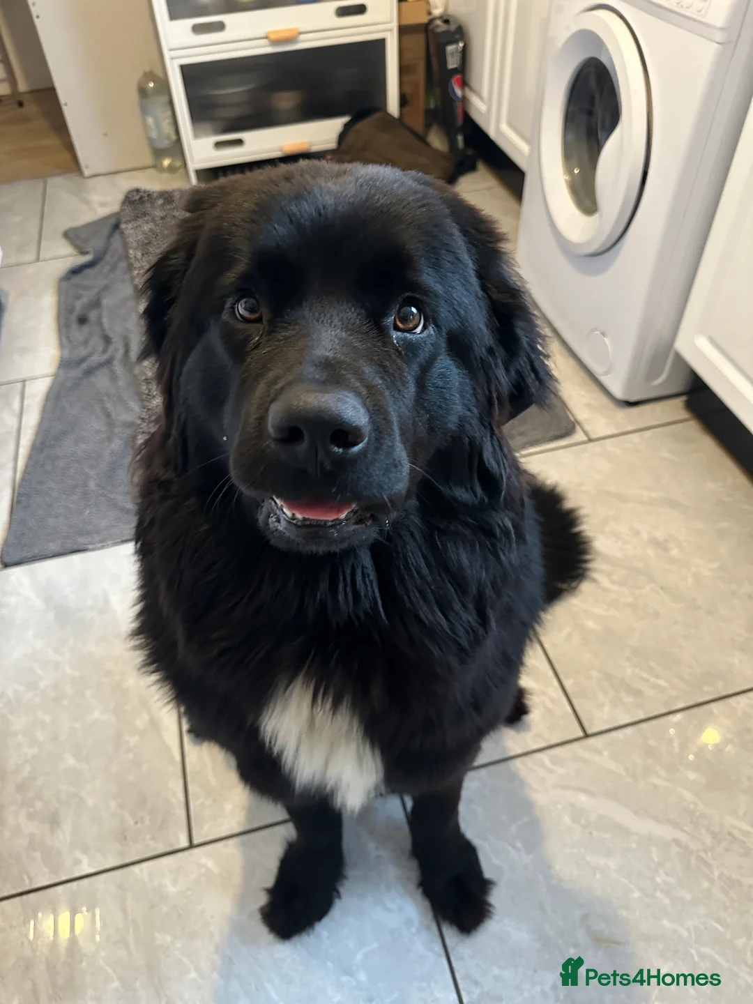 Newfoundland dogs for sale: Purebred Newfoundland Puppies due Feb 2026 - Advert 4