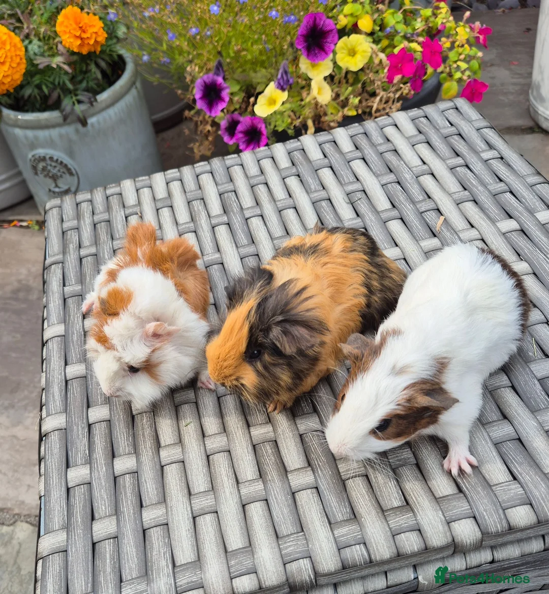 Guinea Pig rodents for sale: Beautiful Baby Sows Smooth and Funkyy Coats - Advert 1