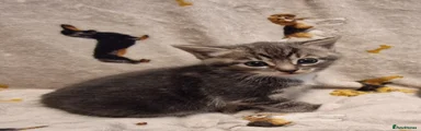 Mixed Breed Kitten 1