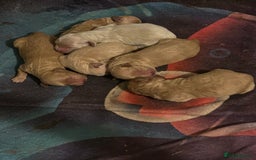 Goldendoodle dogs for sale: Beautiful Goldendoodle pups for sale  - Advert 7