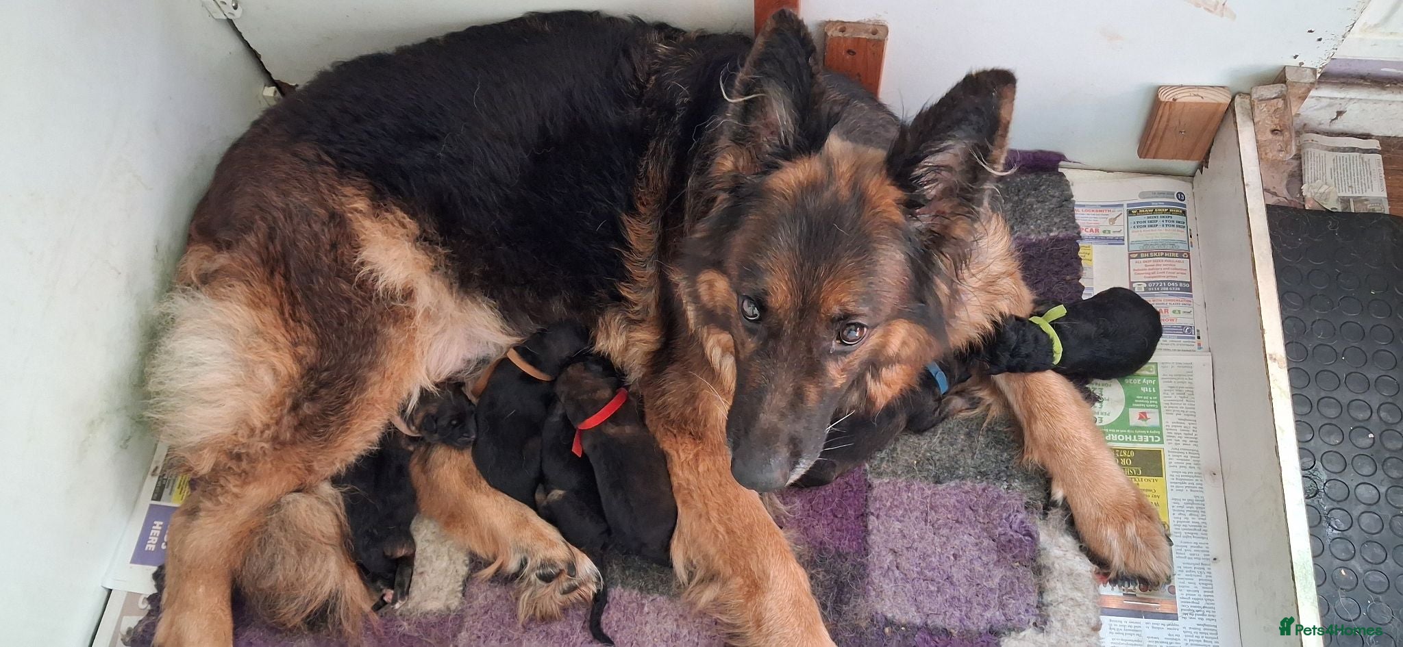 German Shepherd dogs KC  reg German shepherd Puppies  - Advert 19