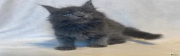 Maine Coon cats for sale: Stunning TICA Maine Coon Kittens active possible  - Advert 29