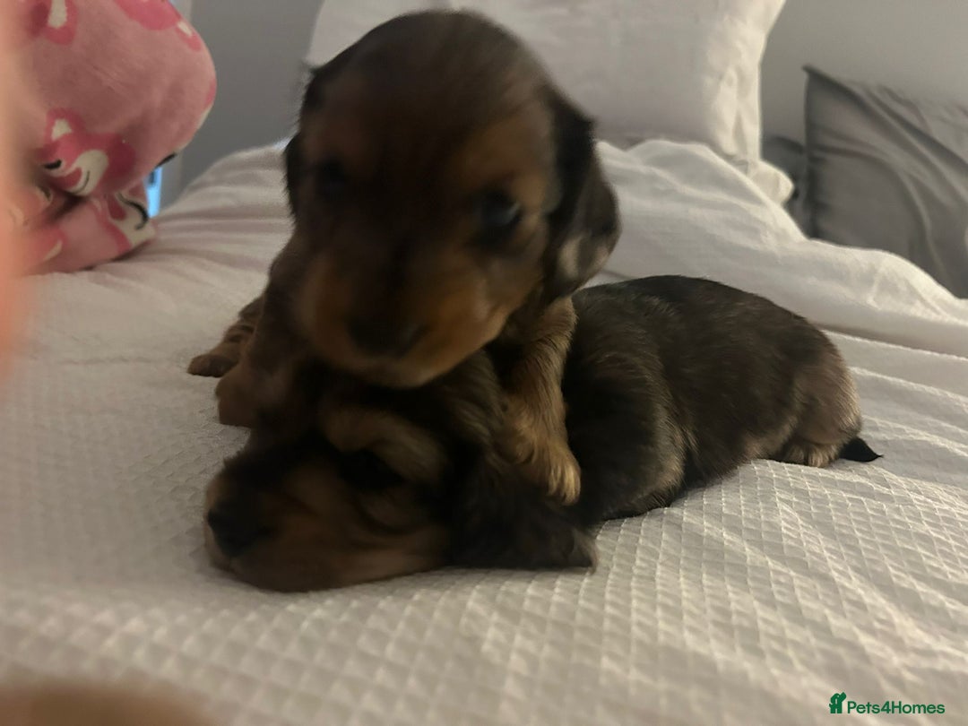 Miniature Dachshund dogs for sale: Long haired miniature dauchands - Advert 3