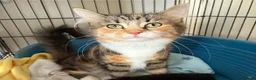 Mixed Breed cats for sale: 4 beautiful kittens ready now  - Advert 2