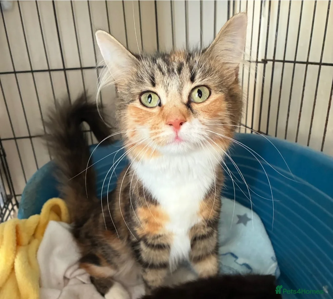 Mixed Breed cats for sale: 4 beautiful kittens ready now  - Advert 2