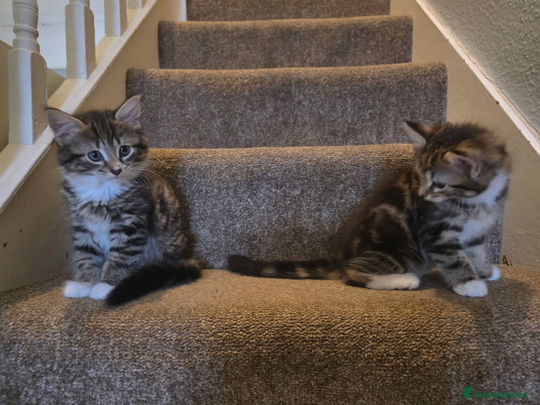 Mixed Breed cats for sale: 3 beautiful and playful kittens - Image 5