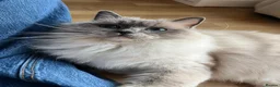 Ragdoll cats for sale: Beautiful Gentle 2-Year-Old Ragdoll  in London - Advert 4