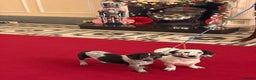 Dachshund dogs for sale: Last piebold black and white Dachshund Puppy  - Advert 6