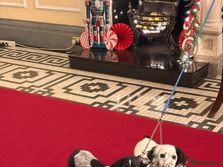 Dachshund dogs Last two unique Dachshund Puppies - Advert 2