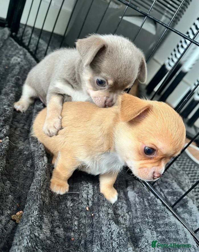 Chihuahua dogs Beautiful Chihuahua Puppies  - Advert 1