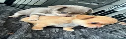 Chihuahua dogs for sale: Beautiful Chihuahua Puppies  in Falmouth - Advert 1