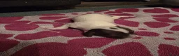 English Springer Spaniel dogs for sale: Beautiful Liver & White Springer Spaniel Puppies - Advert 21