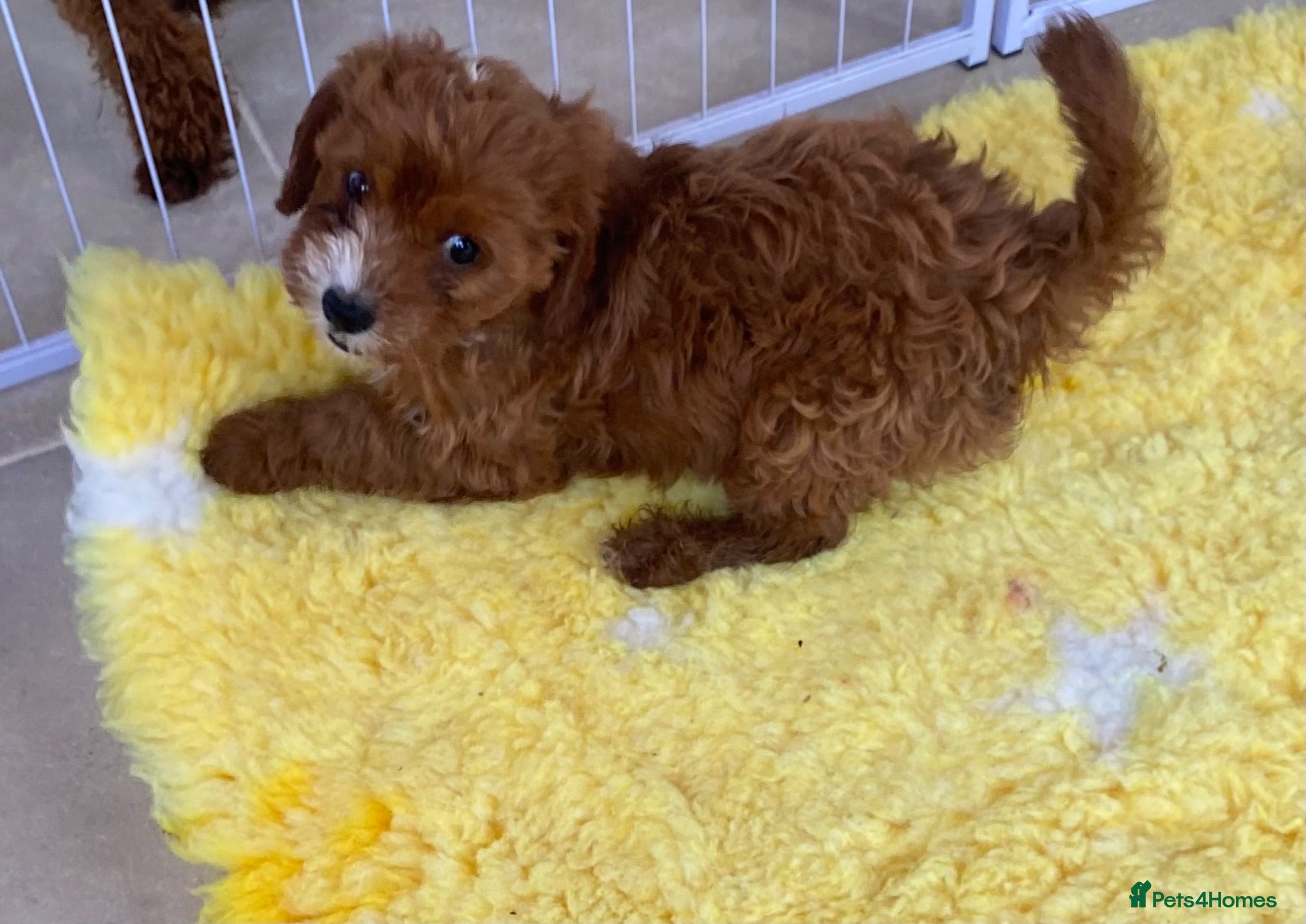 Cavapoo dogs F1 Fox red cavapoo  girls available now 🐶 - Advert 10