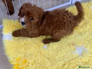 Cavapoo dogs F1 Fox red cavapoo girls available now 🐶 - Advert 10