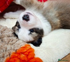 Border Collie dogs **Rare sable and white Border Collie puppies.** - Advert 1