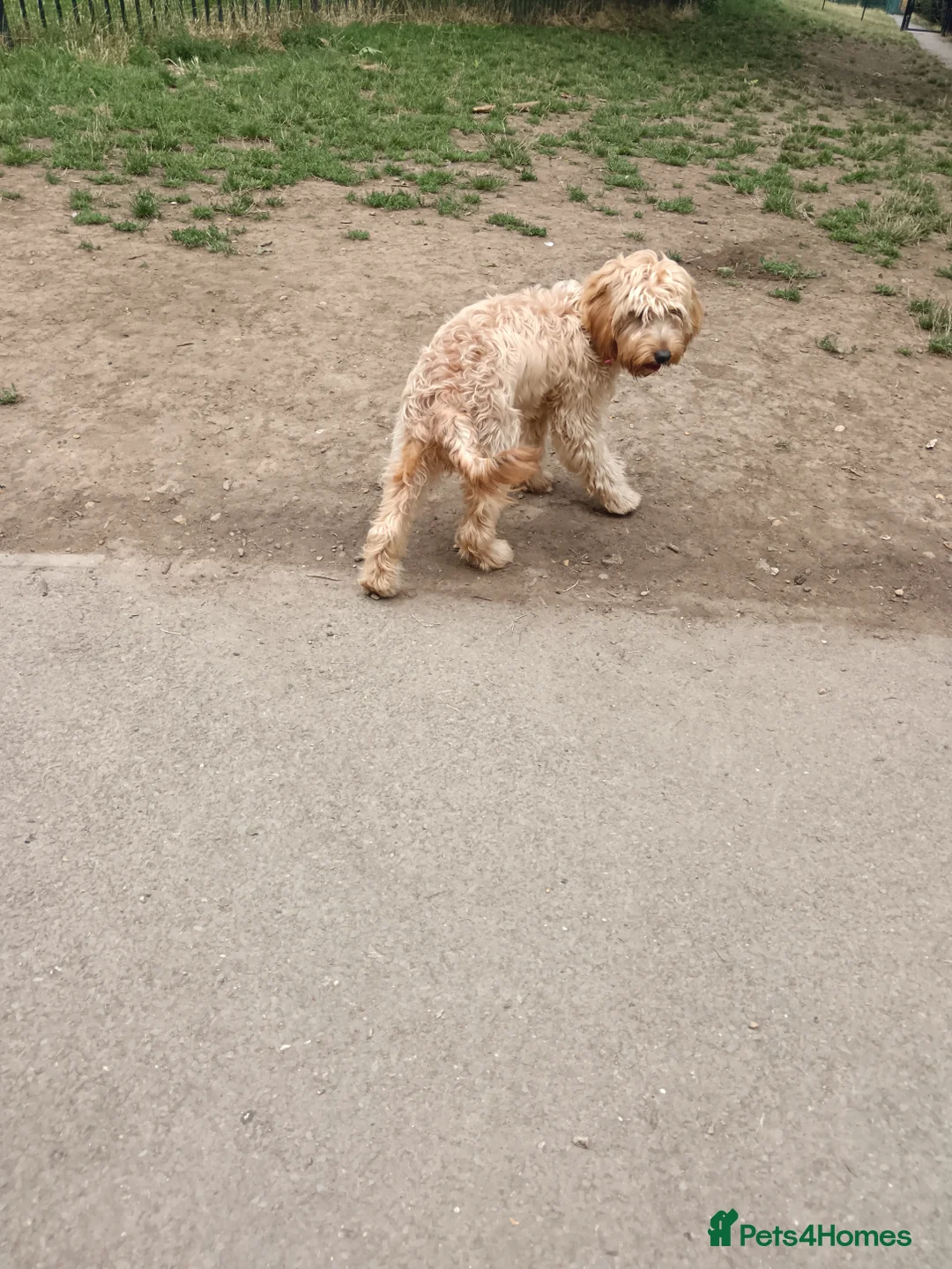 Cockapoo dogs for sale: Cockapoo  - Advert 4