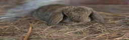 Mini Lop rabbits for sale: Gorgeous minilops ready 14th June - Advert 4