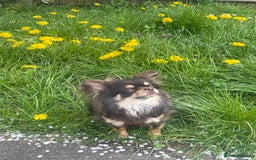 Chihuahua dogs for sale: Male chihuahua for sale  - Image 1