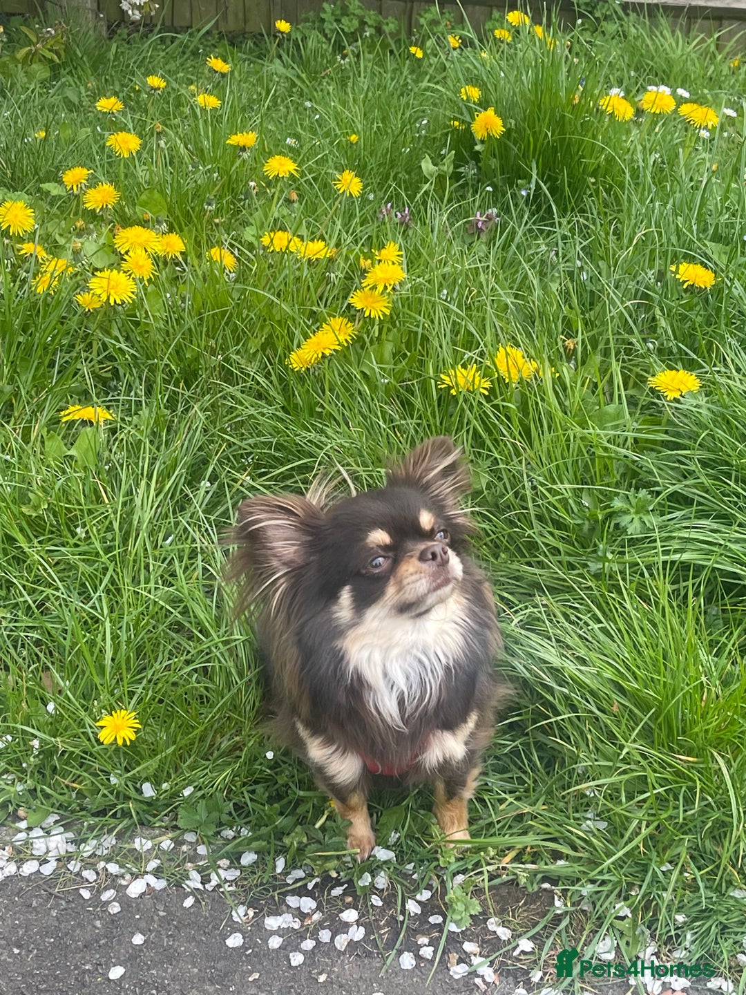 Chihuahua dogs for sale: Male chihuahua for sale  - Image 1