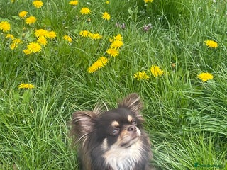 Chihuahua dogs - Advert 2