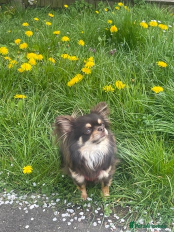 Chihuahua dogs - Advert 1